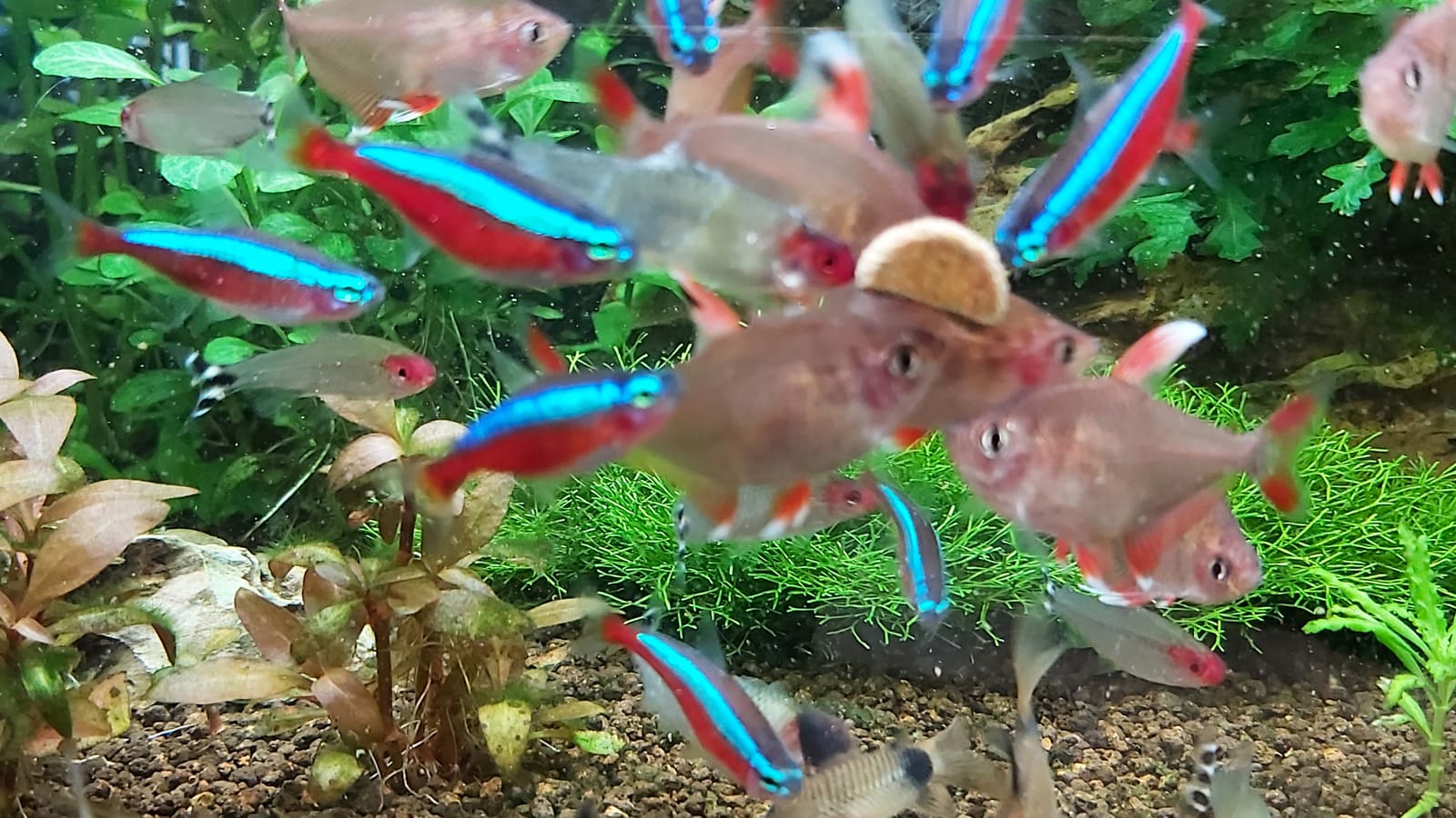 acquario