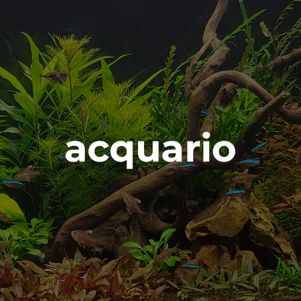 acquariofilia